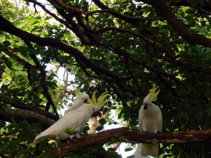 Картинка животные попугаи
