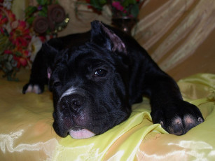 Картинка животные собаки