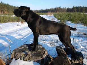 Картинка животные собаки