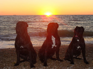 Картинка животные собаки