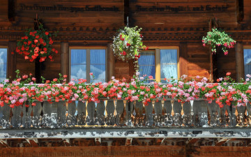 Картинка цветы разные вместе