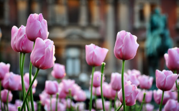 Картинка цветы тюльпаны