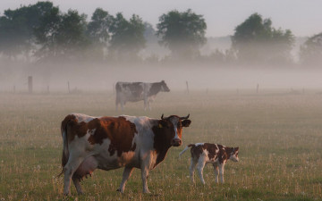 Картинка животные коровы буйволы