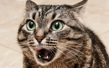 Картинка животные коты