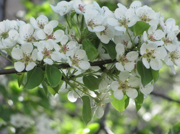 Обои картинки фото цветы, цветущие, деревья, кустарники