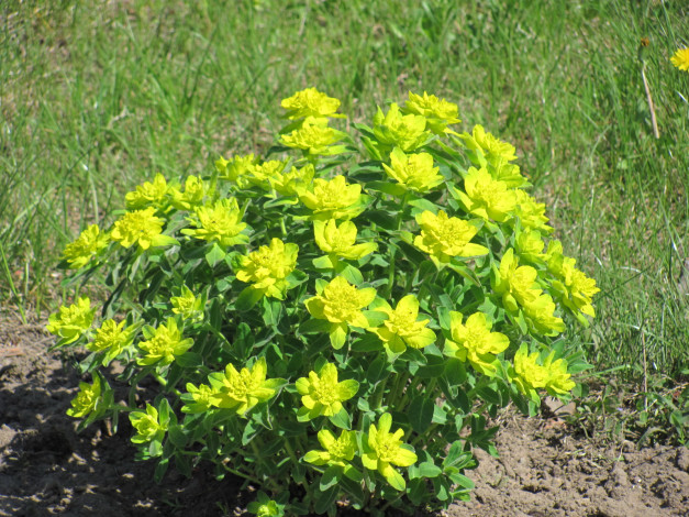 Обои картинки фото цветы, молочай