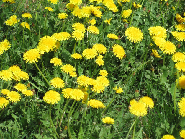 Обои картинки фото цветы, одуванчики