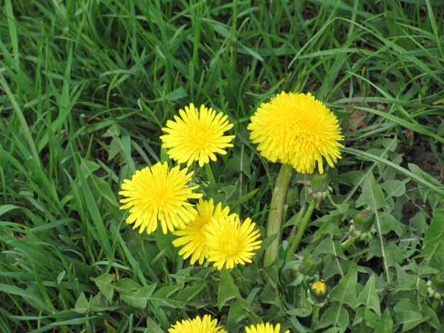 Обои картинки фото цветы, одуванчики