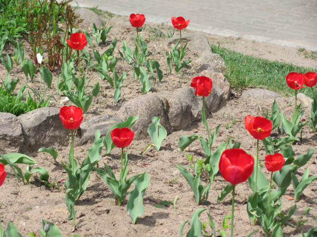 Обои картинки фото цветы, тюльпаны