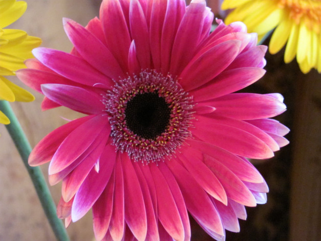 Обои картинки фото гербера, цветы, герберы