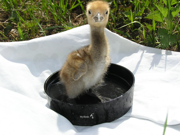 Обои картинки фото животные, гуси