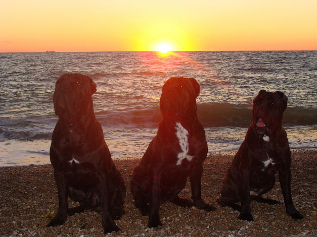 Обои картинки фото животные, собаки