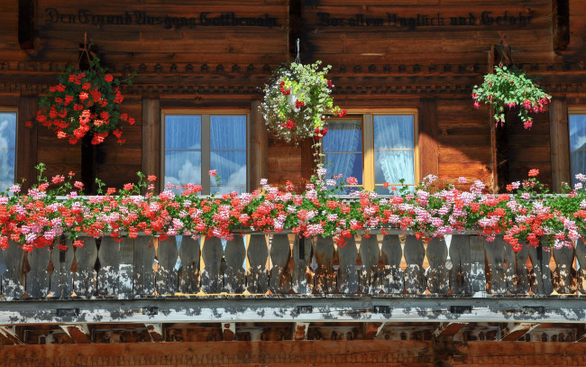 Обои картинки фото цветы, разные, вместе