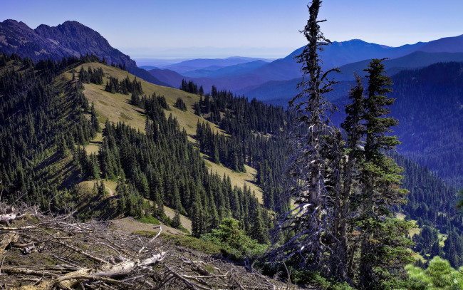 Обои картинки фото природа, деревья