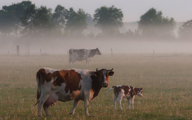 Обои картинки фото животные, коровы, буйволы