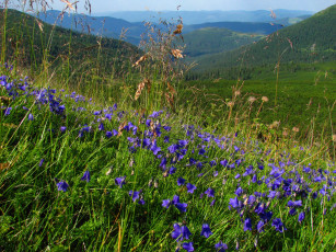 Картинка природа луга холмы цветы трава колокольчики леса