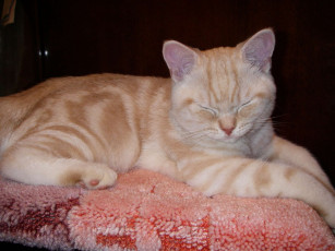 Картинка животные коты британец