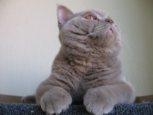 Картинка животные коты британец