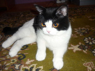 Картинка животные коты британец