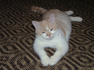 Картинка животные коты британец