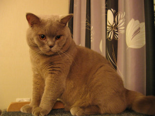 обоя животные, коты, британец