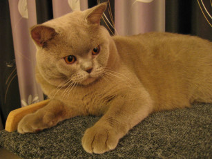 обоя животные, коты, британец