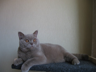 Картинка животные коты британец