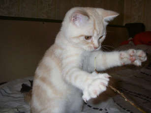 Картинка животные коты британец котёнок