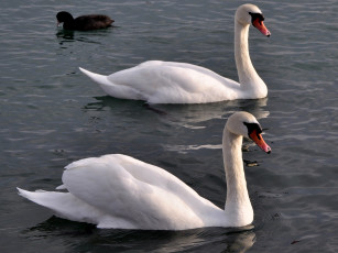 Картинка животные лебеди вода пруд