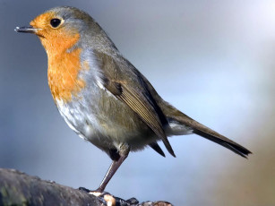 Картинка животные зарянки малиновки глаз