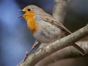 Картинка животные зарянки малиновки ветка