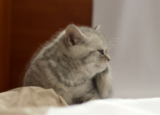 Картинка животные коты британец котёнок