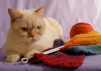 Картинка животные коты британец