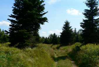 Картинка природа деревья трава дорожка лето