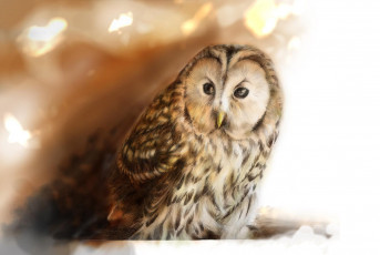 Картинка рисованные животные птицы совы филины взгляд