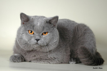 Картинка животные коты британец