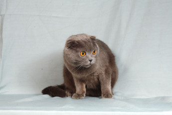 Картинка животные коты cat