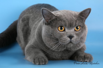 Картинка животные коты британец