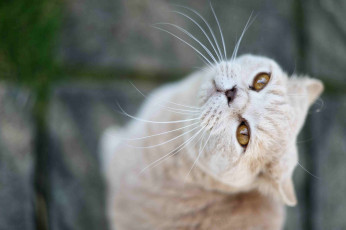 Картинка животные коты cat