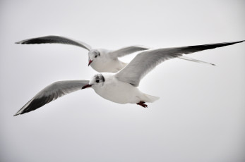 Картинка животные Чайки бакланы крачки полёт