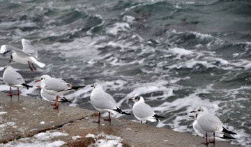 Картинка животные Чайки бакланы крачки море вода