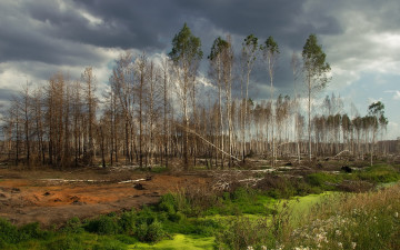 Картинка природа деревья небо лес