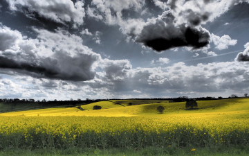 Картинка природа поля рапс