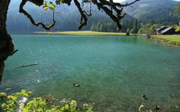 Картинка природа реки озера река утка дом лес