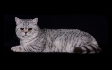 Картинка животные коты британец