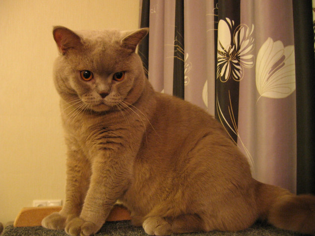 Обои картинки фото животные, коты, британец