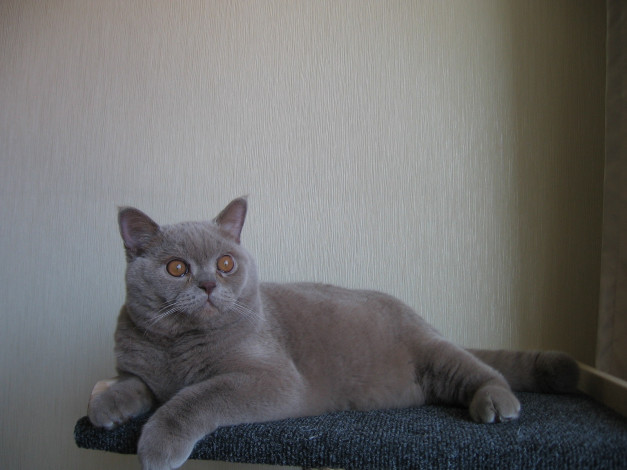 Обои картинки фото животные, коты, британец