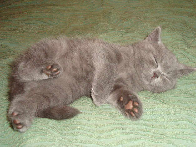 Обои картинки фото животные, коты, британец, котёнок