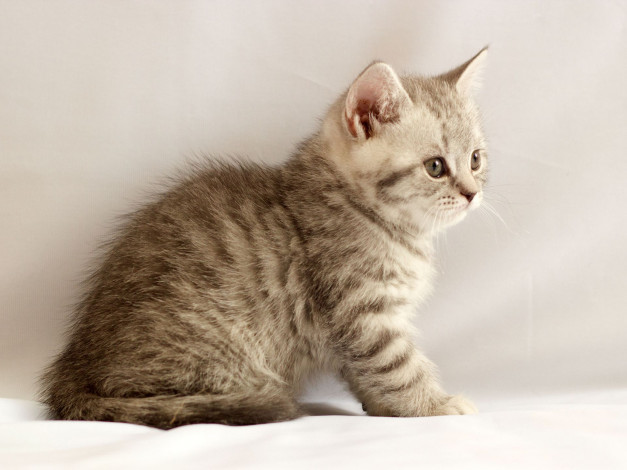 Обои картинки фото животные, коты, британец, котёнок