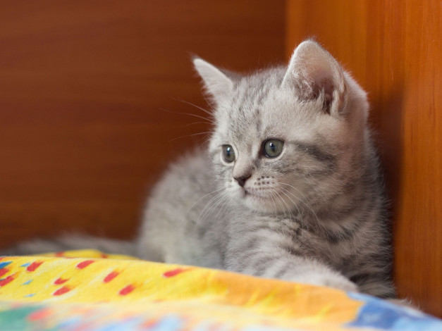 Обои картинки фото животные, коты, британец, котёнок